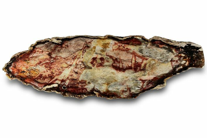 Colorful, Polished Petrified Wood Slab - Cherry Creek, NV #323168